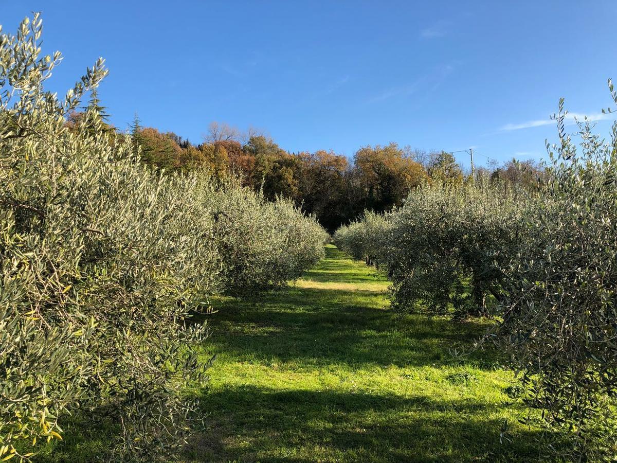 Villa La Tenuta Del Giglio à Tavullia Extérieur photo